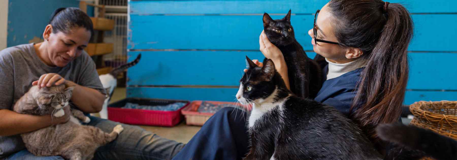 rabies vaccine staffordshire