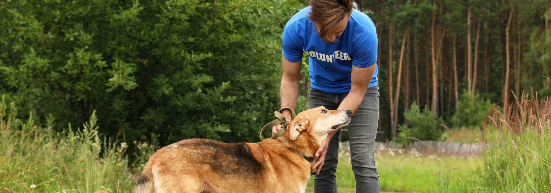 rabies vaccine staffordshire