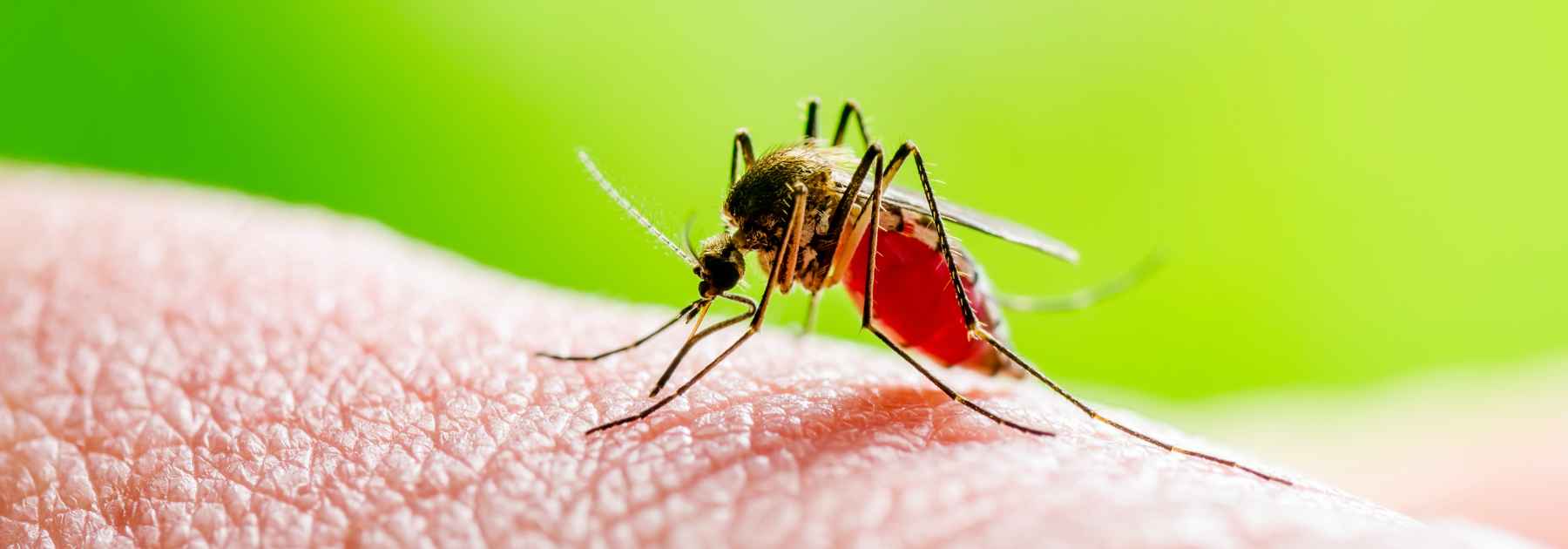 dengue fever vaccine staffordshire