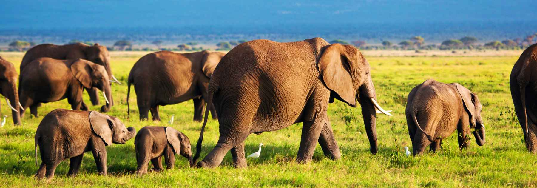 cholera vaccine staffordshire